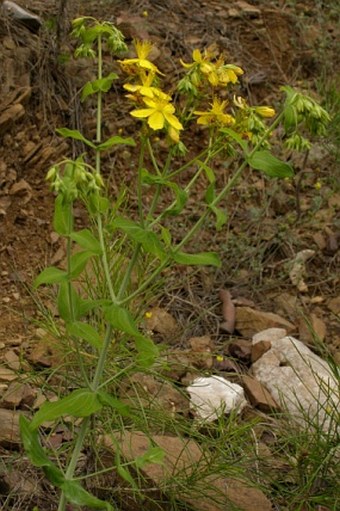 Hypericum montbretii