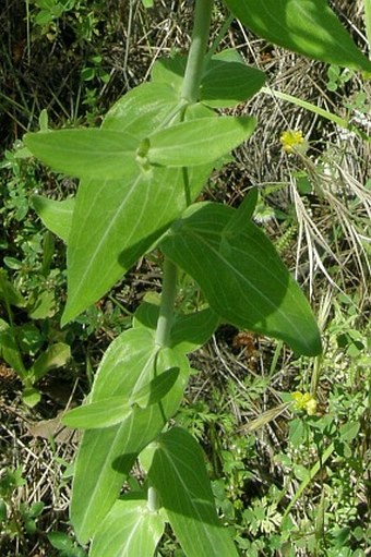 Hypericum montbretii