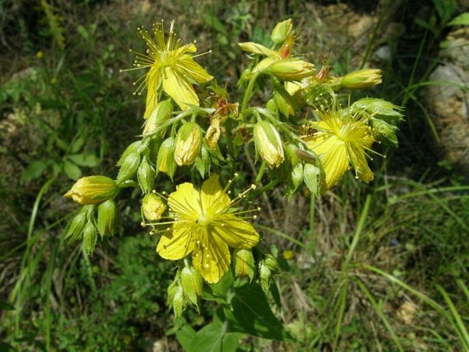 Hypericum montbretii