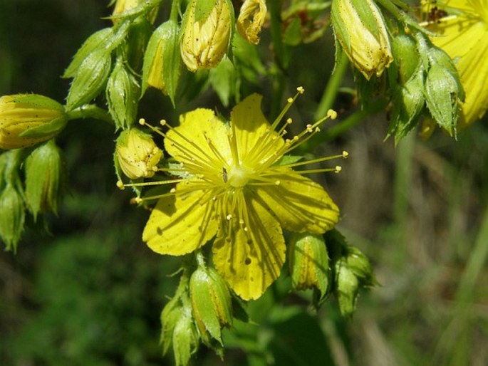 HYPERICUM MONTBRETII Spach - třezalka / ľubovník