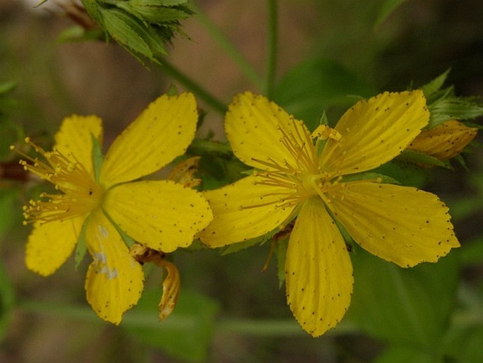 Hypericum montbretii