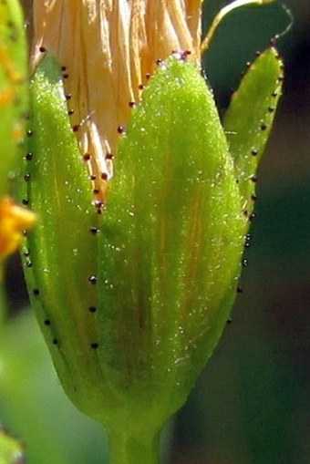 Hypericum nummularium