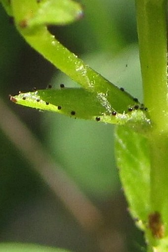 Hypericum nummularium