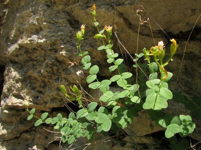 Hypericum nummularium