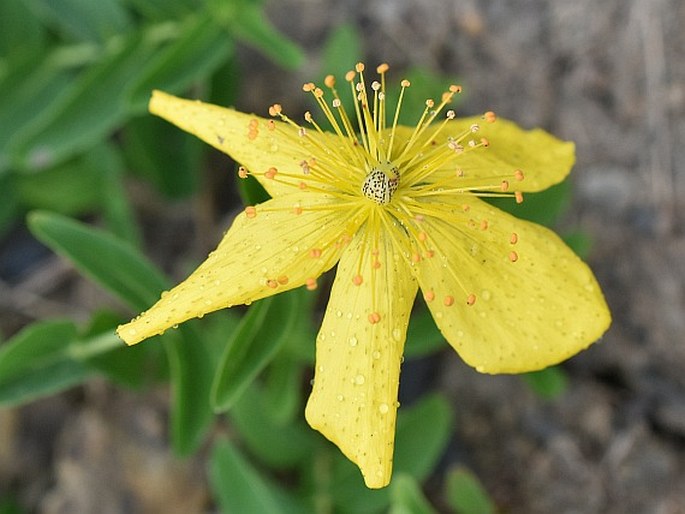 Hypericum nummularium