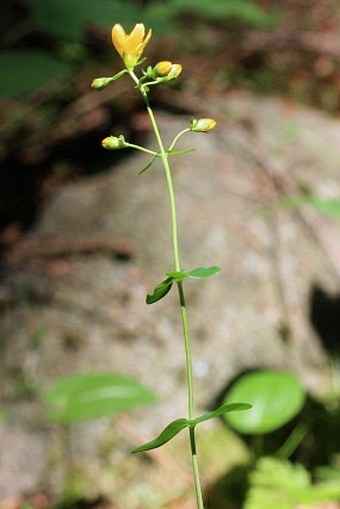 Hypericum pulchrum