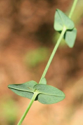 Hypericum pulchrum