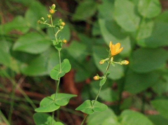 Hypericum pulchrum