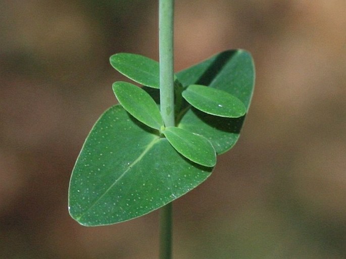 Hypericum pulchrum