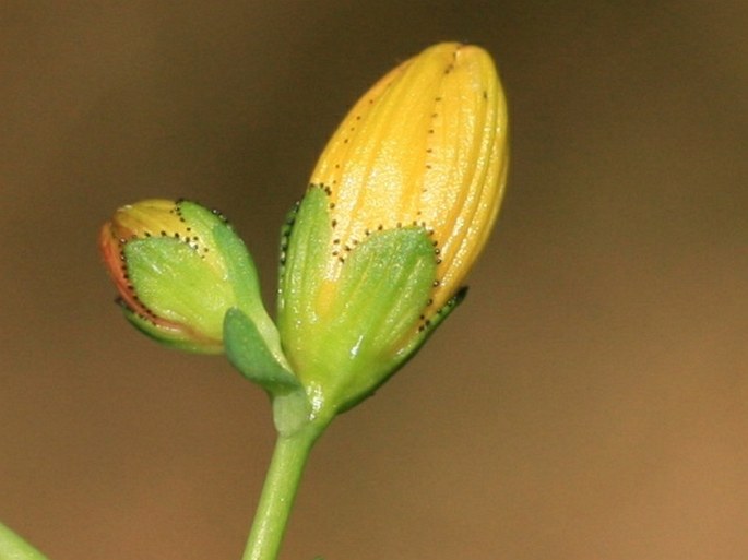 Hypericum pulchrum