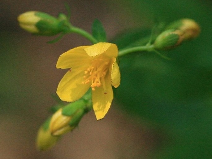 Hypericum pulchrum