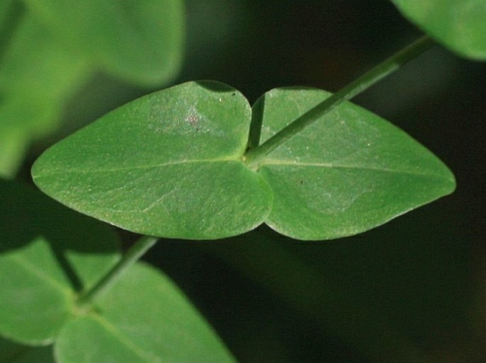 Hypericum pulchrum