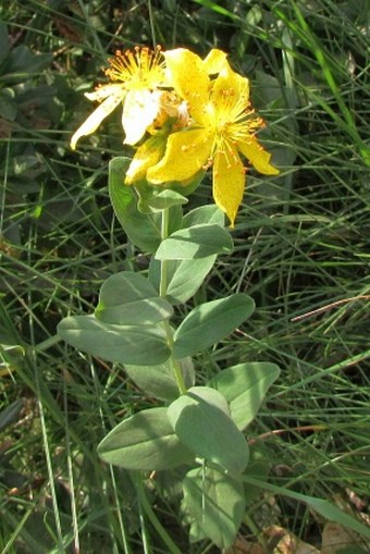 Hypericum richeri