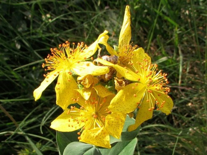 Hypericum richeri