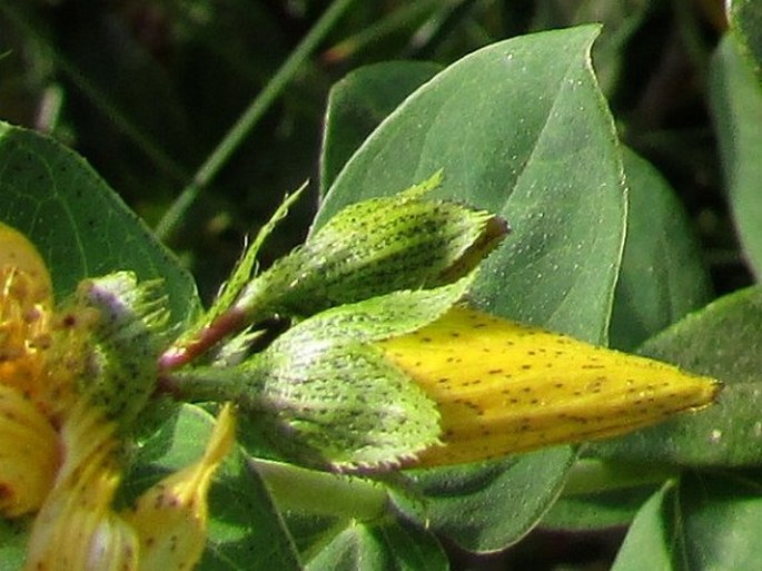 Hypericum richeri