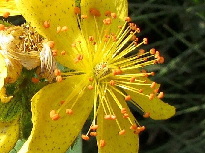 Hypericum richeri