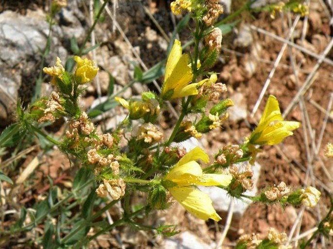 Hypericum rumeliacum