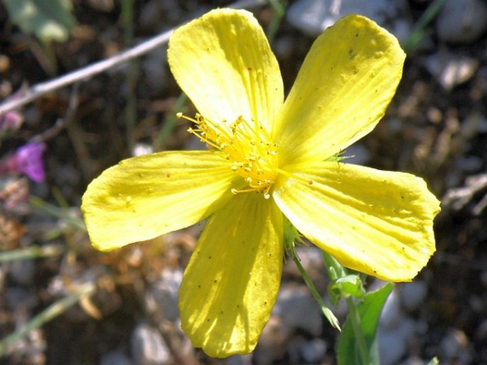 Hypericum rumeliacum