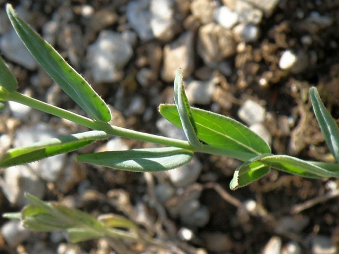 Hypericum rumeliacum