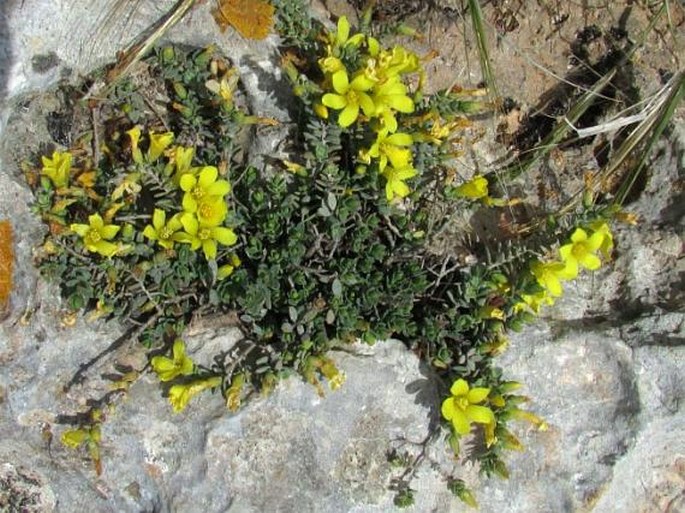 Hypericum aegypticum subsp. webbii