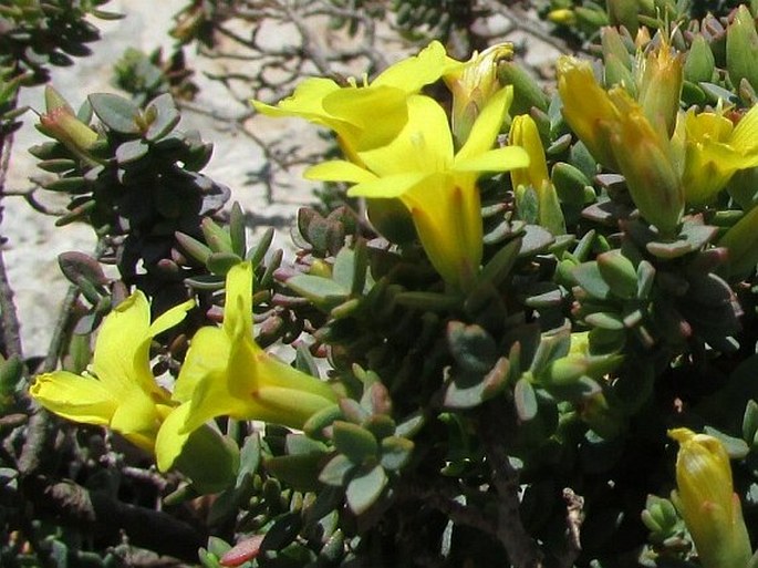 Hypericum aegypticum subsp. webbii