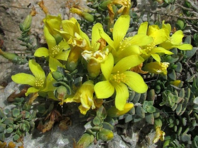 Hypericum aegypticum subsp. webbii