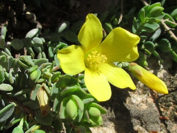 Hypericum aegypticum subsp. webbii