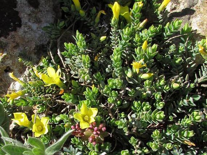 Hypericum aegypticum subsp. webbii