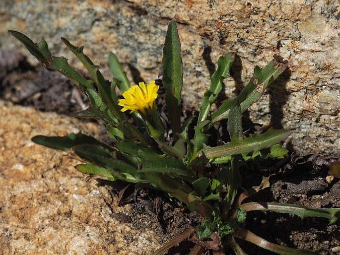 HYPOCHAERIS ARENARIA Gaudich. - prasetník / prasatník