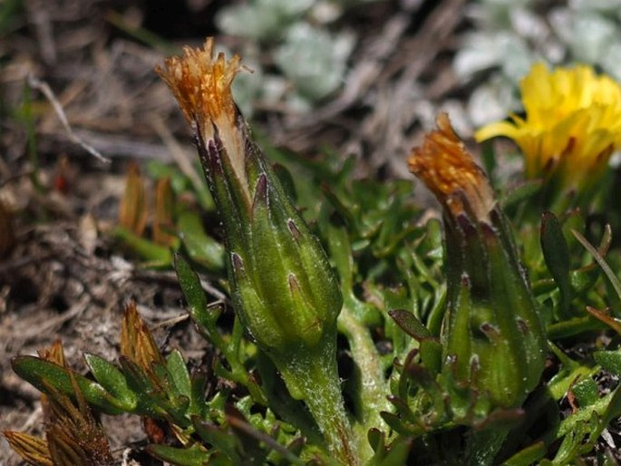 Hypochaeris arenaria