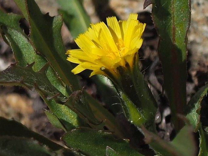 Hypochaeris arenaria