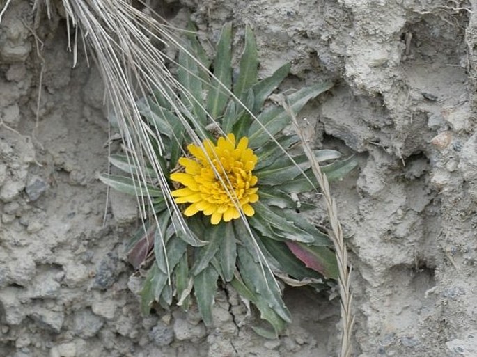 Hypochaeris sessiliflora