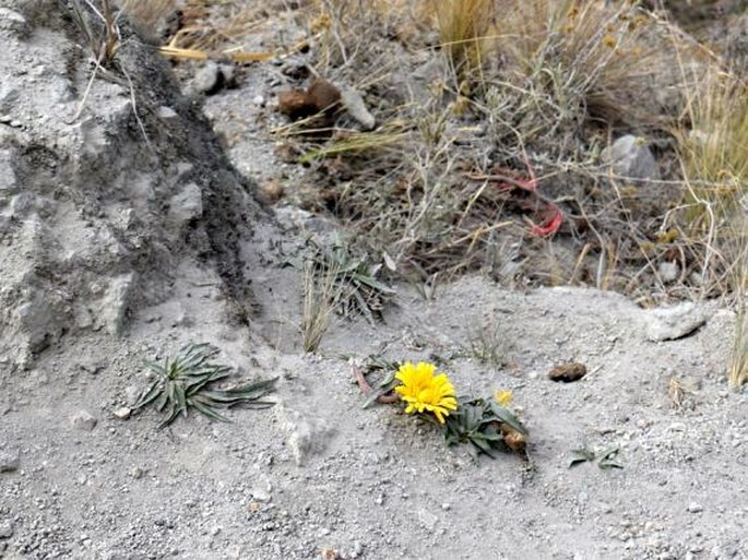 Hypochaeris sessiliflora