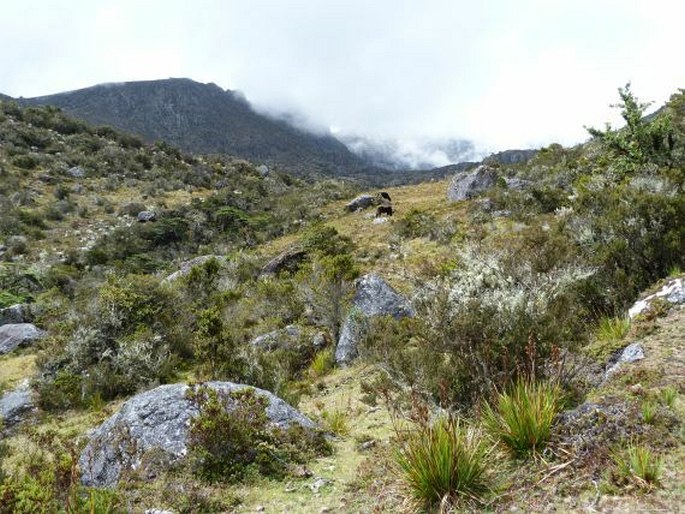 Hypochaeris setosa