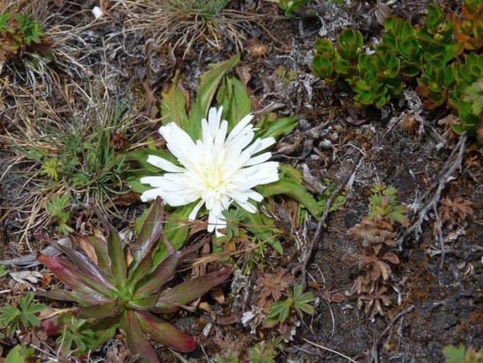 Hypochaeris setosa