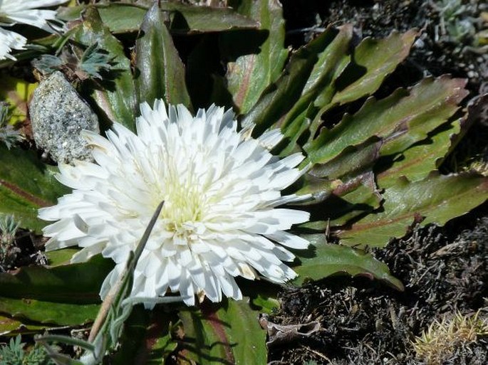 Hypochaeris setosa