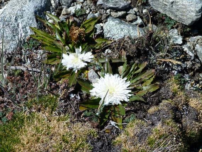 Hypochaeris setosa