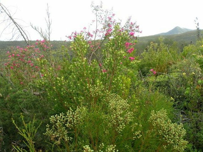 Hypocalyptus coluteoides