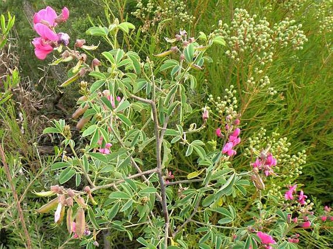 Hypocalyptus coluteoides