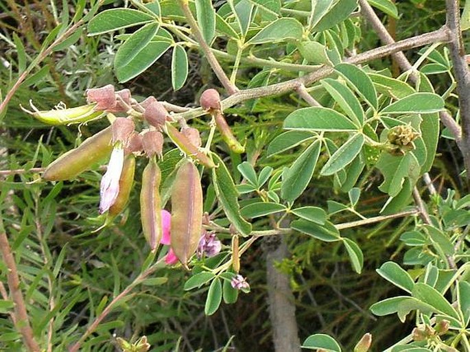 Hypocalyptus coluteoides