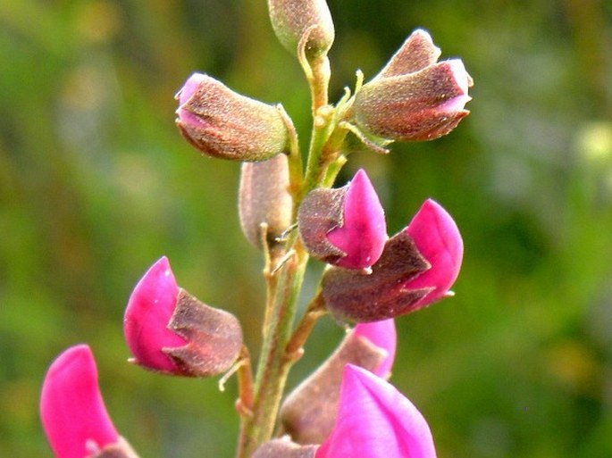 Hypocalyptus coluteoides