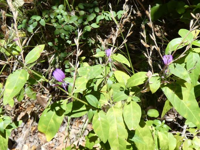 Hypoestes floribunda