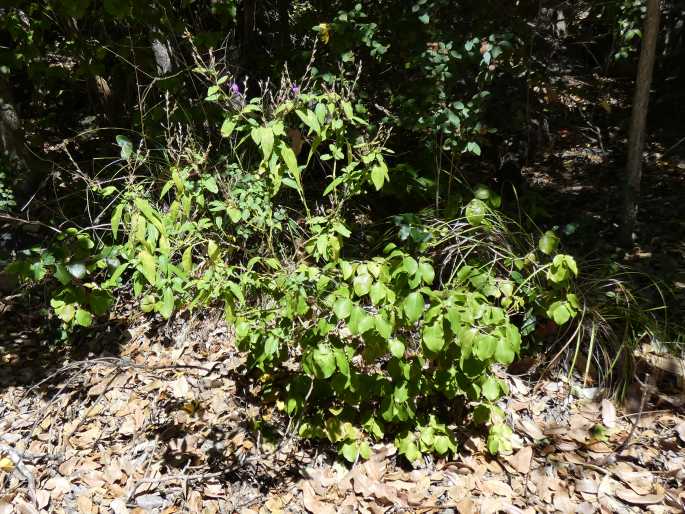 Hypoestes floribunda