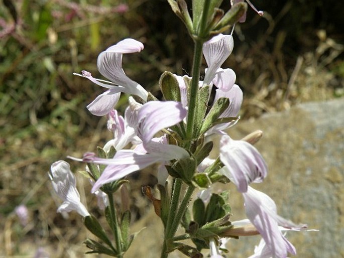 Hypoestes triflora