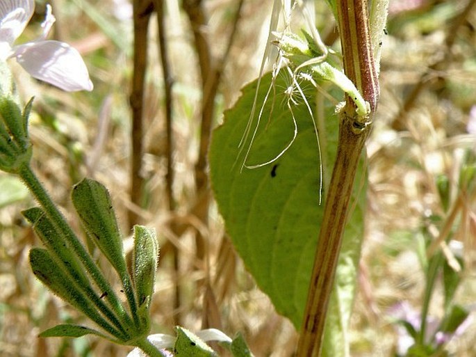 Hypoestes triflora