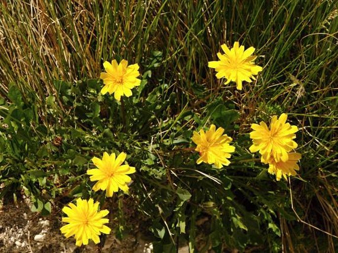 Hypochaeris robertia