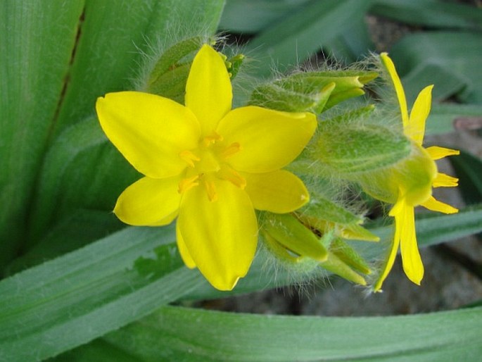 Hypoxis hemerocallidea