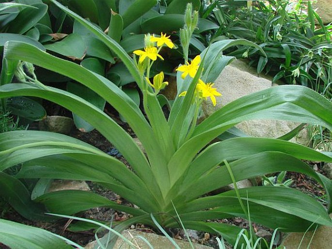 Hypoxis hemerocallidea