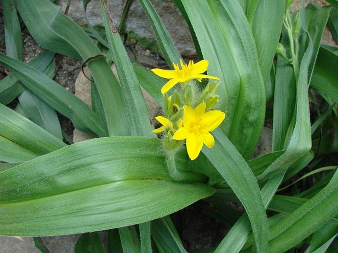 Hypoxis hemerocallidea