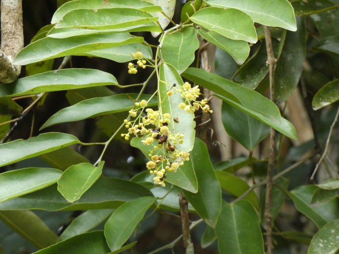 Hypserpa laurina